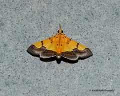 Endocrossis flavibasalis