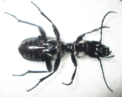 Anthia cephalotes