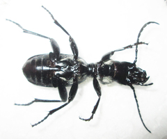 Anthia cephalotes