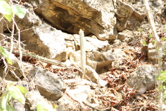 Acanthocereus oaxacensis