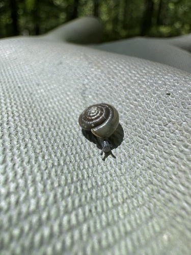 Zonitoides elliotti observed 2023-06-12