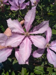 Clematis × jackmanii