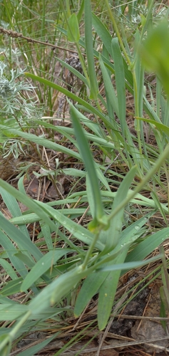 Image of Bupleurum multinerve by (c) Надежда Прыкина, some rights reserved (CC BY)