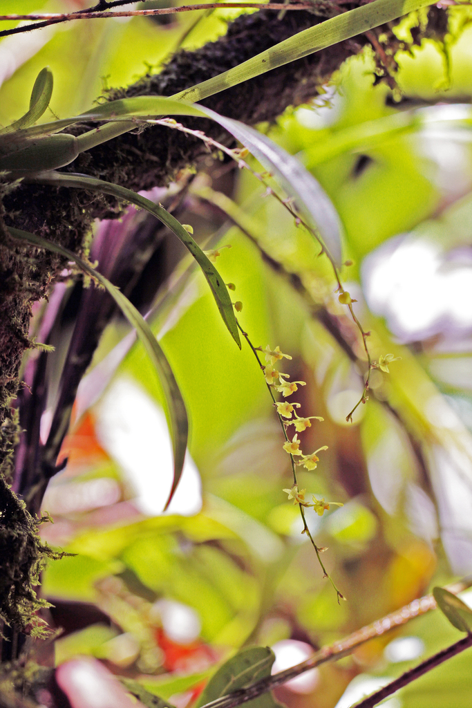 Oncidium macrobulbon