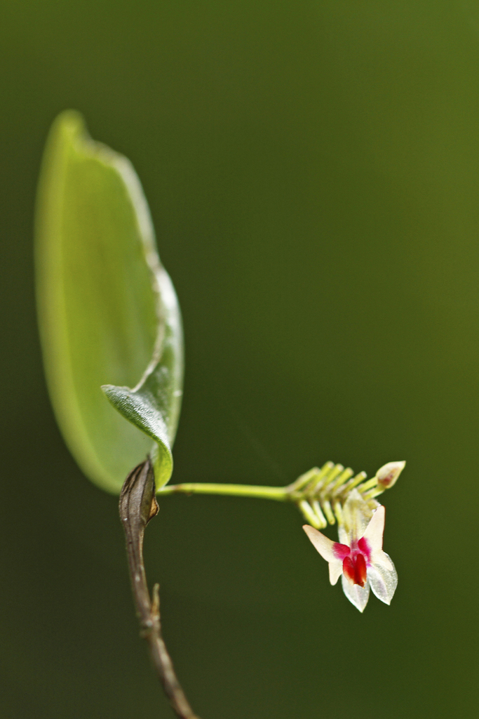 Lepanthes turialvae