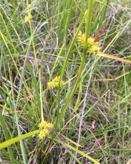 Carex viridula