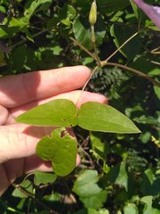 Clematis × jackmanii