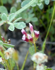 Trifolium gracilentum
