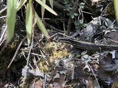 Anomalous Cercosaura photo 3