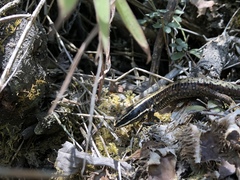 Anomalous Cercosaura photo 2