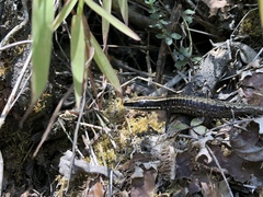 Anomalous Cercosaura photo 4
