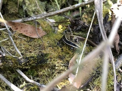 Anomalous Cercosaura photo 5