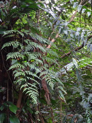 Asplenium neolaserpitiifolium