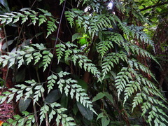 Asplenium neolaserpitiifolium