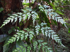 Asplenium neolaserpitiifolium