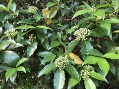 Viburnum costaricanum