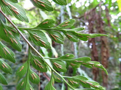 Asplenium neolaserpitiifolium