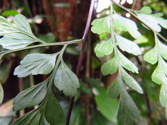 Asplenium neolaserpitiifolium