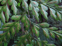 Asplenium neolaserpitiifolium