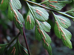 Asplenium neolaserpitiifolium