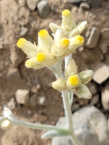 Image of Pseudognaphalium thermale by no rights reserved