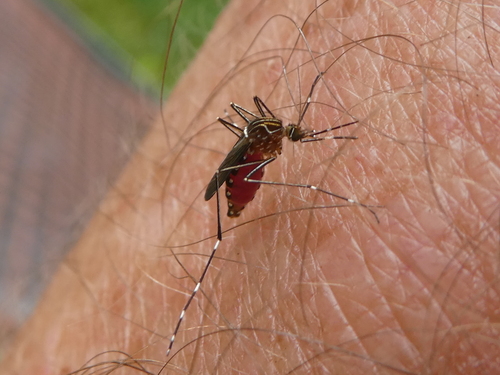 Photo of Striped Mosquito (Aedes notoscriptus)