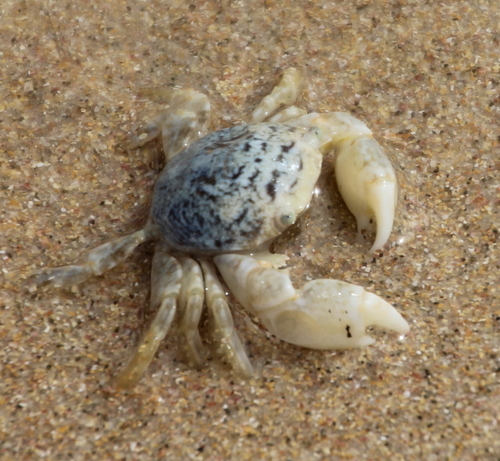 photo of Gulfweed Crab (Planes minutus)