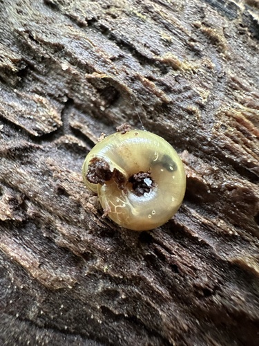 Zonitoides elliotti observed 2023-06-12