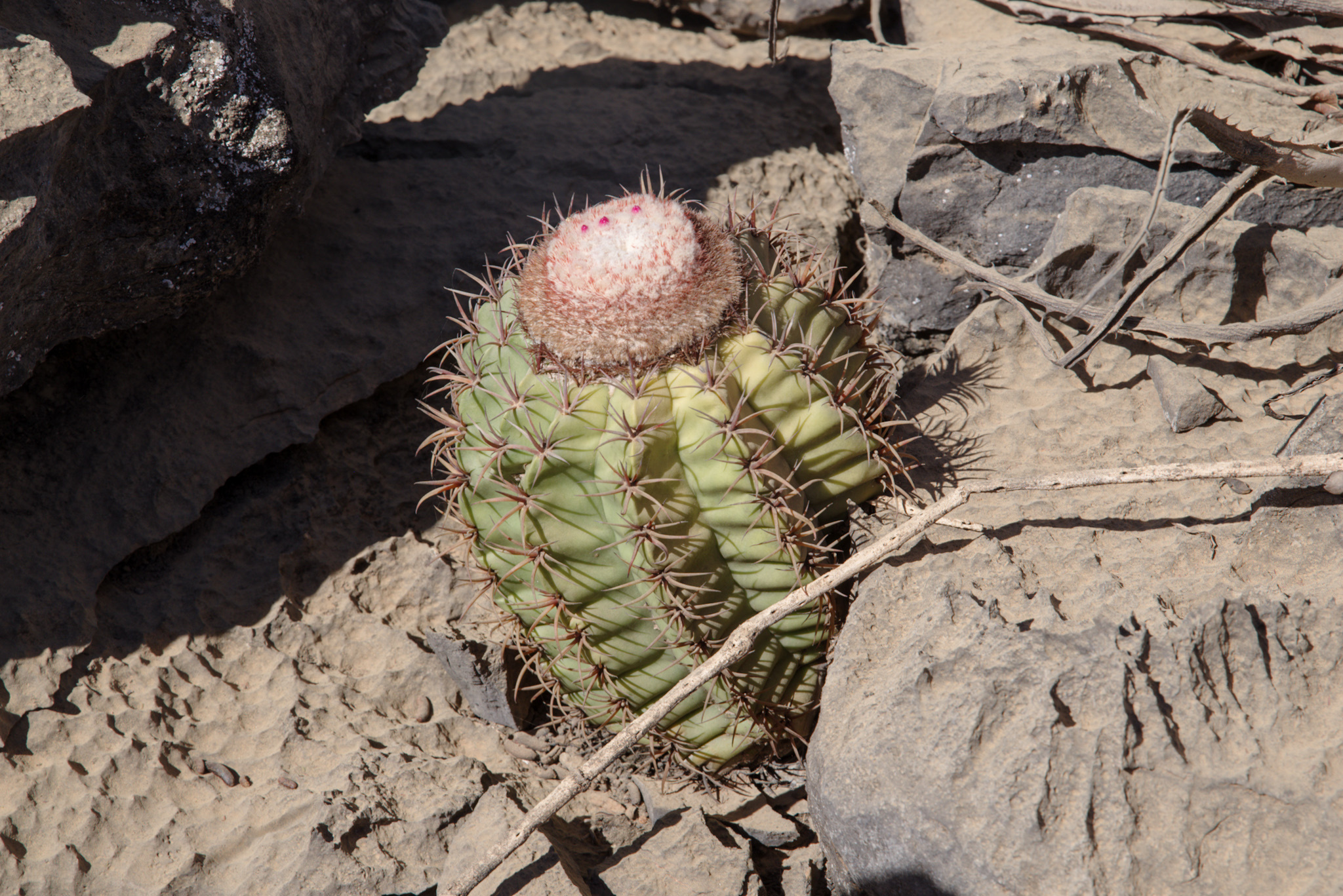 Melocactus levitestatus  iNaturalist