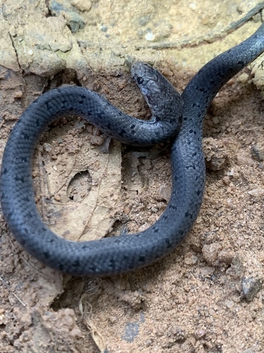Photo of a Pale Wolf Snake (Lycophidion irroratum)