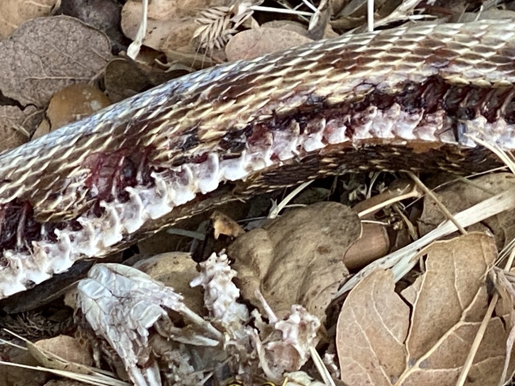 Pacific Gopher Snake from Almaden, San Jose, CA, USA on July 16, 2023 ...