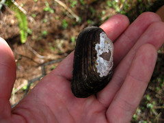 Uniomerus carolinianus