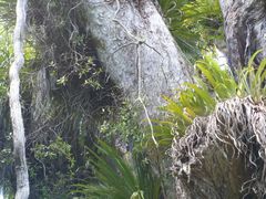 Pittosporum cornifolium