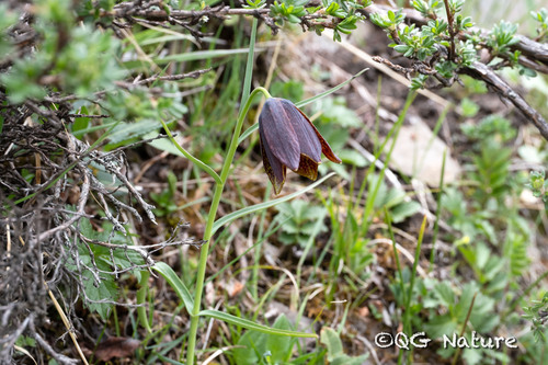 Sichuan fritillary (Fritillaria unibracteata)