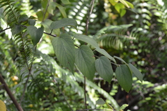 Trema micrantha floridana