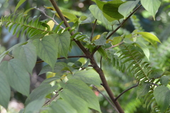 Trema micrantha floridana