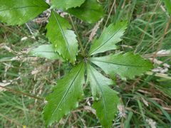 Pseudopanax discolor