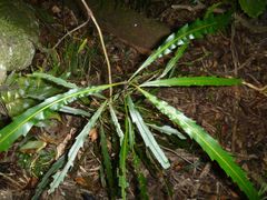 Pseudopanax crassifolius × lessonii