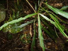 Pseudopanax crassifolius × lessonii