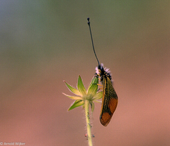 Libelloides longicornis