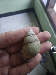 Amphidromus palaceus