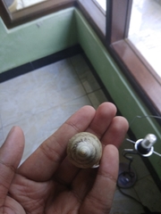 Amphidromus palaceus