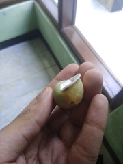 Amphidromus palaceus