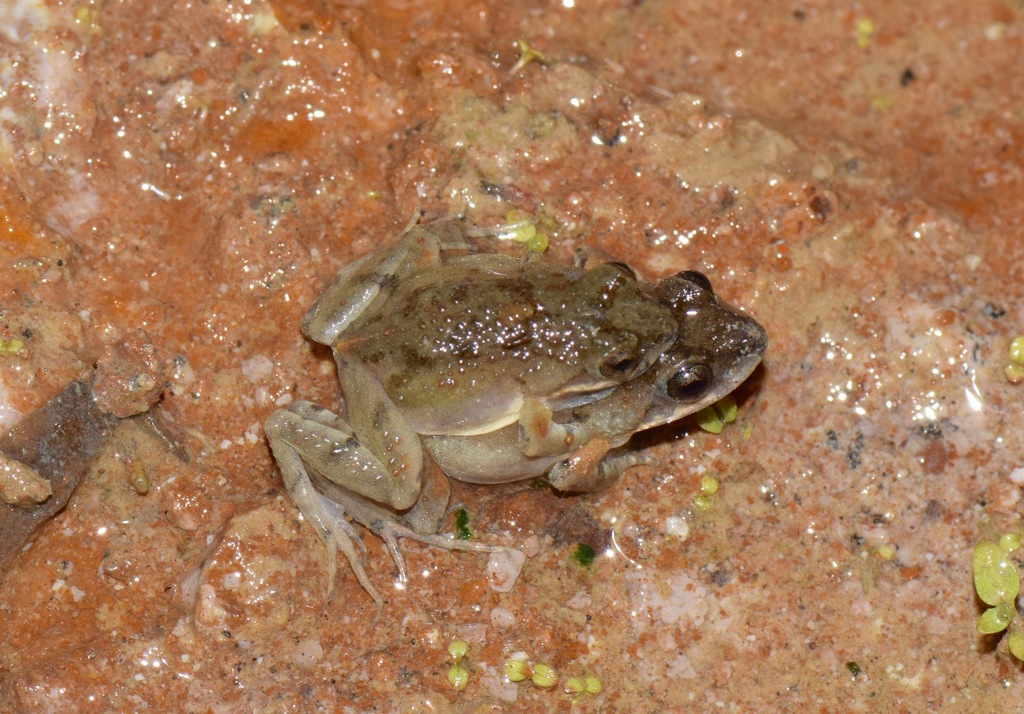Guayaco Dwarf Frog