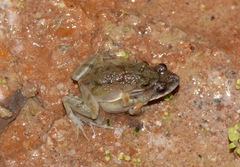 Guayaco Dwarf Frog photo 1