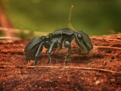 Cephalotes basalis