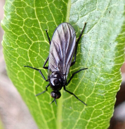 Rhamphomyia caudata