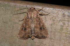 Ichneutica morosa