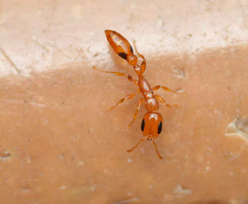 Pseudomyrmex simplex (Smith, 1877)