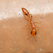 Simple Twig Ant - Photo (c) Robby Deans, some rights reserved (CC BY-NC), uploaded by Robby Deans